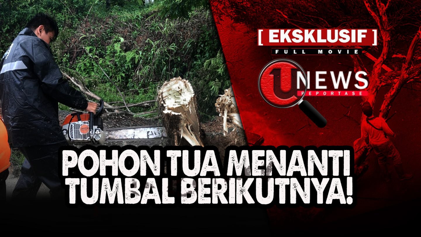 [Video] Jejak Pohon Tua yang Tumbang Oleh Cuaca | U-NEWS REPORTASE #EPS50