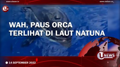 [Video] Wah, Paus Orca Terlihat di Laut Natuna