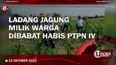 [Video] Ladang Jagung Milik Warga Dibabat Habis PTPN IV
