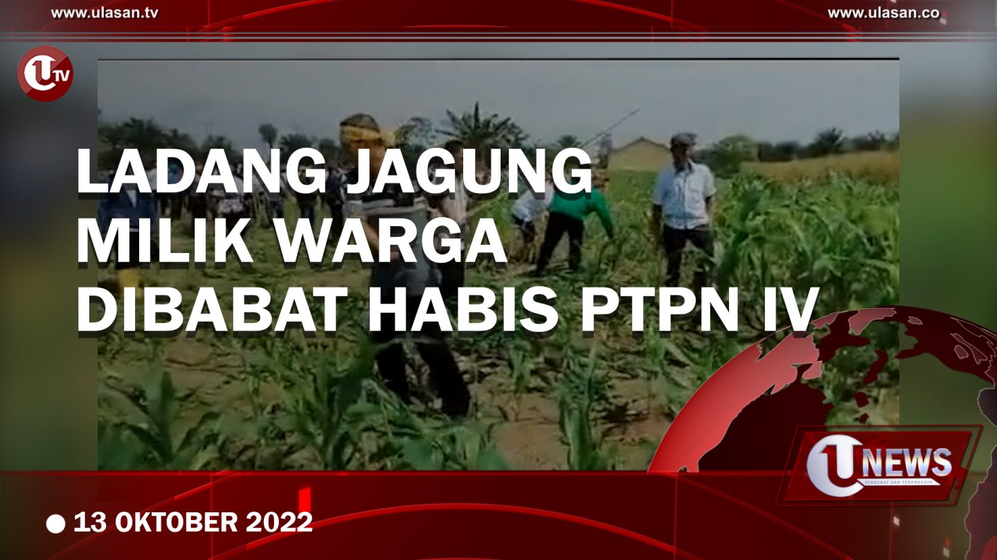[Video] Ladang Jagung Milik Warga Dibabat Habis PTPN IV