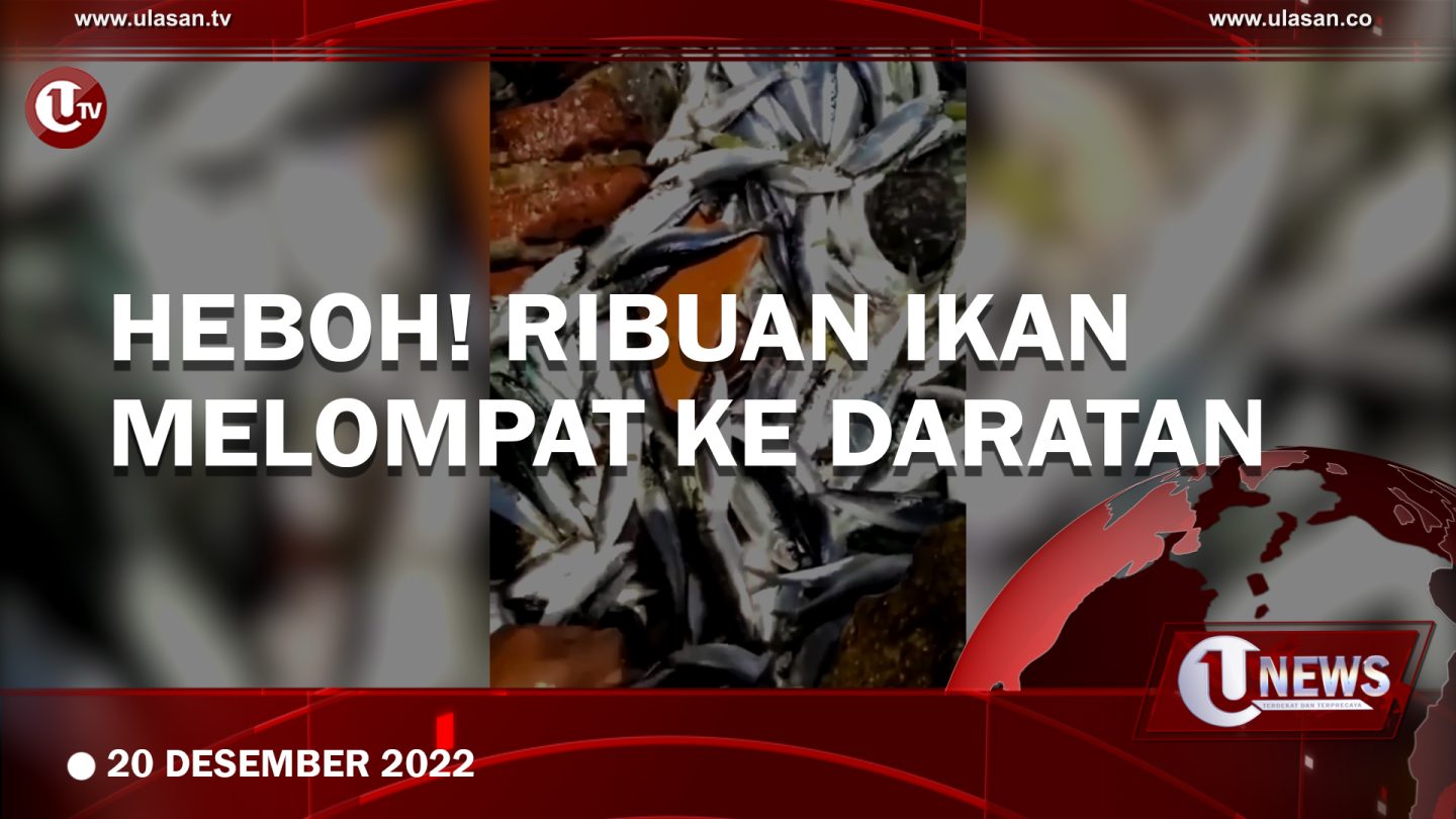 [Video] Ribuan Ikan Melompat ke Daratan di Pulau Bidadari
