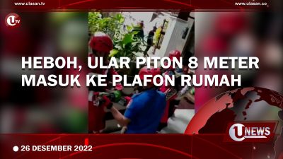 [Video] Ular Piton 8 Meter Masuk ke Plafon Rumah Warga