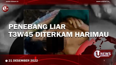 [Video] Tragis, Pria di Riau Tewas Diterkam Harimau