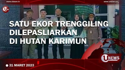 [Video] Komunitas Reptil Karimun Lepasliarkan Satwa Dilindungi