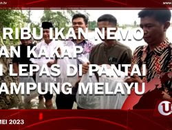 [Video] 5 Ribu Ikan Nemo Dan Kakap Di Lepas Di Pantai Kampung Melayu