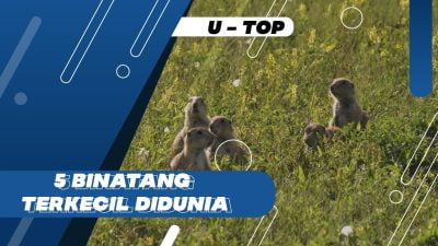 [Video] Binatang Terkecil di Dunia | U-TOP #EPS109