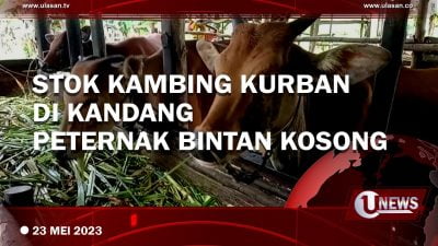 [Video] Stok Kambing Kurban di Kandang Peternak Bintan Kosong