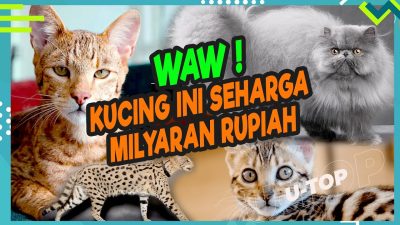 [Video] Kucing Termahal di Dunia | U-TOP #EPS116
