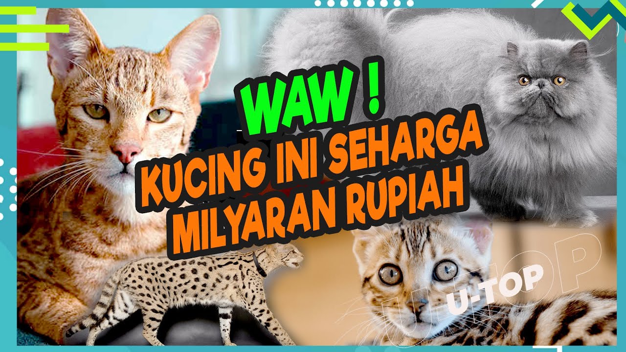 Kucing Termahal di Dunia | U-TOP #EPS116