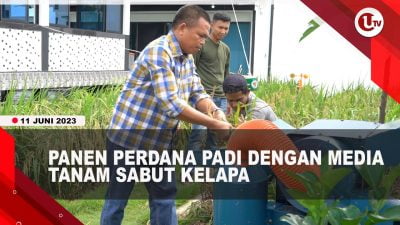 [Video] Dengan Media Sabut Kelapa, Padi Bisa Tumbuh di Belakang Rumah