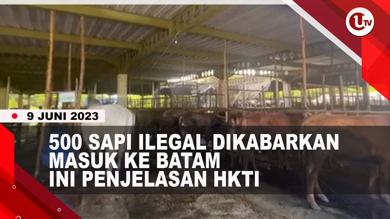 [Video] 500 Sapi Ilegal dari Kupang Dikabarkan Akan Masuk ke batam