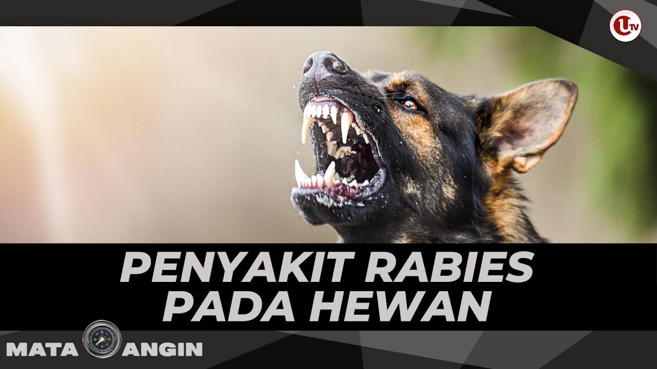 Penyakit Rabies Pada Hewan | MATA ANGIN