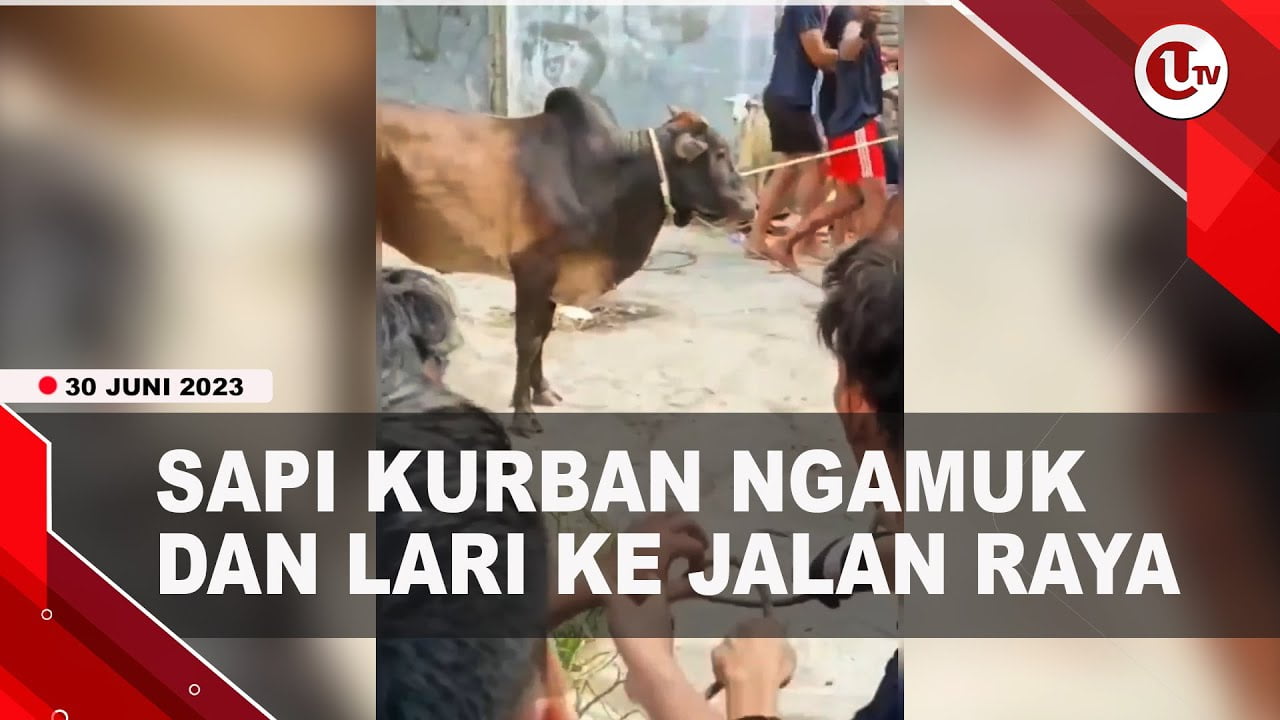 Sapi Kurban Lepas dan Lari ke Jalan Raya di Medan