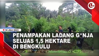 [Video] Polda Bengkulu Temukan Ladang Ganja Seluas 1,5 Hektare | U-NEWS