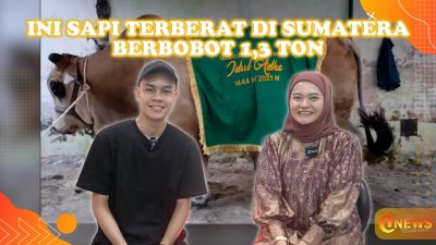 [Video] Ini Sapi Terberat di Sumatera, Bobot 1,3 Ton | U-NEWS WEEKEND
