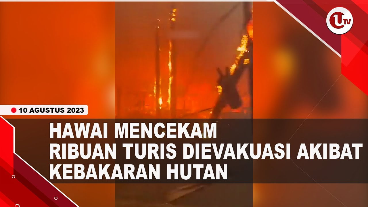 [Video] Kebakaran Hutan di Hawaii, Ribuan Turis Dievakuasi | U-NEWS