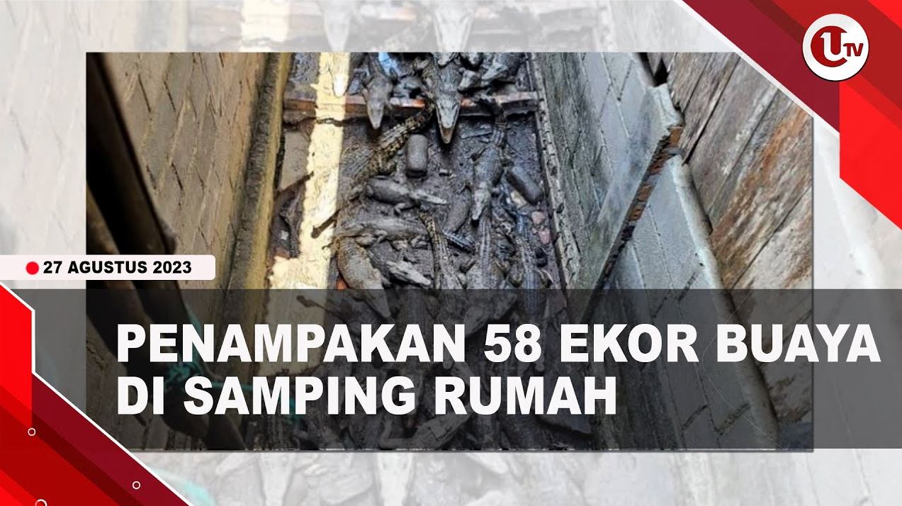 [Video] Polda Sumsel Bongkar Penangkaran Buaya Ilegal | U-NEWS