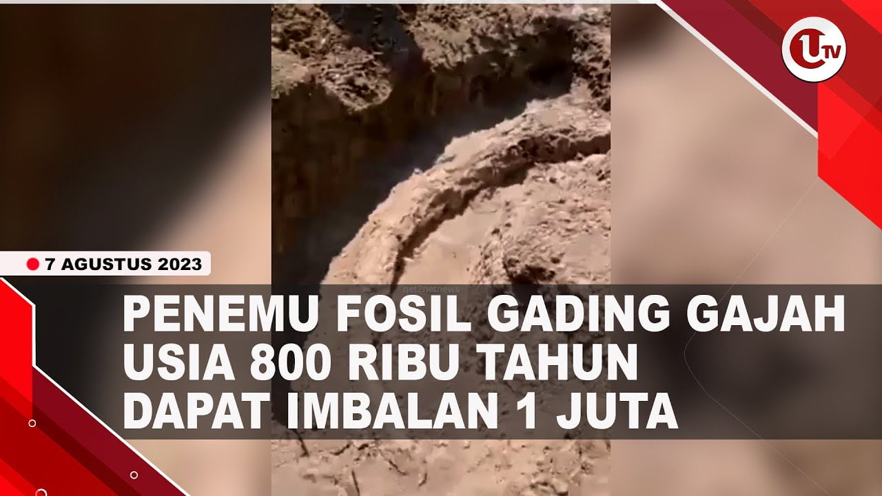 [Video] Warga Sragen Temukan Fosil Gading Gajah Berusia 800 Ribu Tahun | U-NEWS
