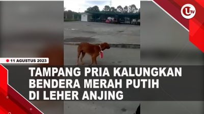 Pria di Riau Ditangkap Usai Kalungkan Bendera Merah Putih di Leher Anjing | U-NEWS
