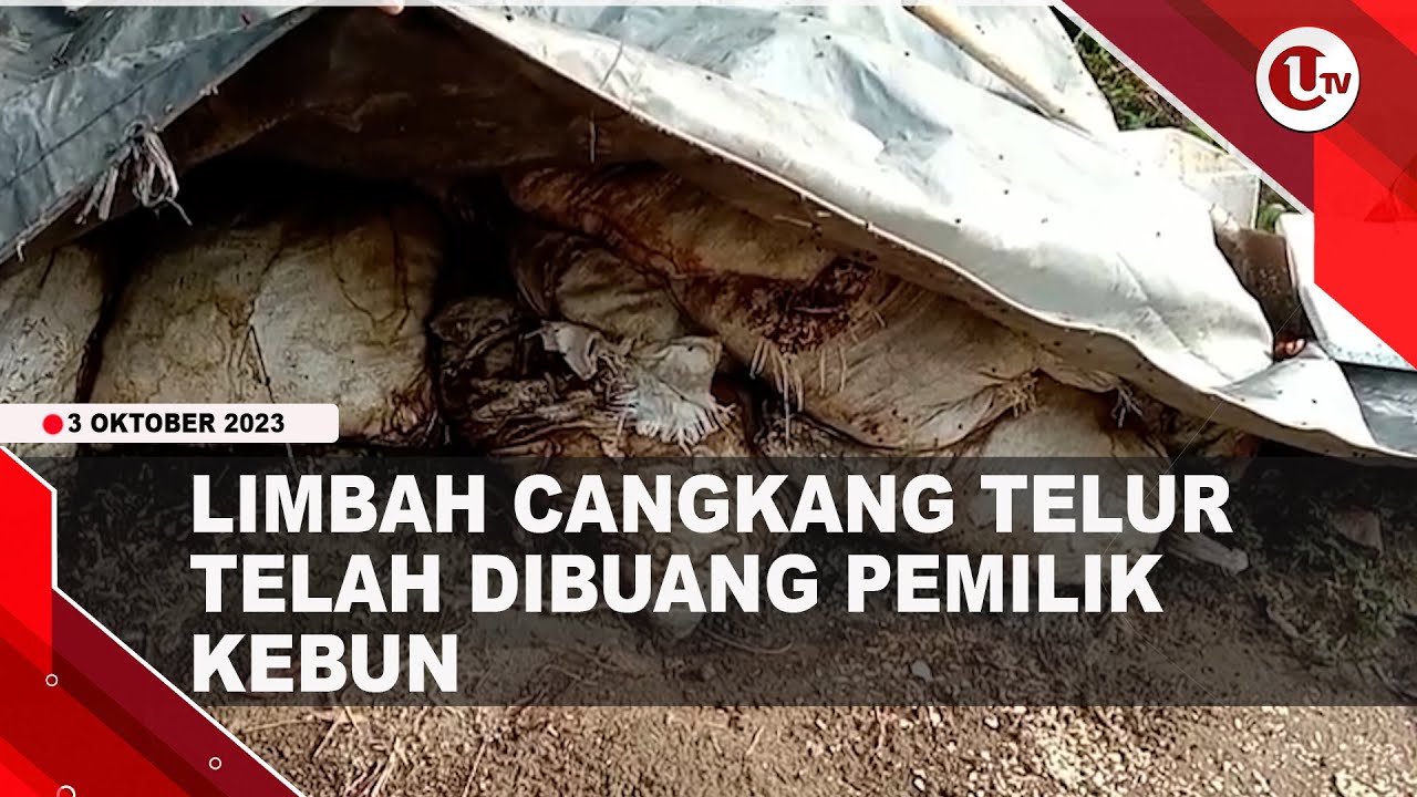 [Video] Limbah Cangkang Telur Telah Dibuang Pemilik Kebun | U-NEWS