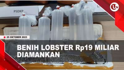 [Video] Lantaman IV Amankan Ratusan Ribu Benih Lobster | U-NEWS