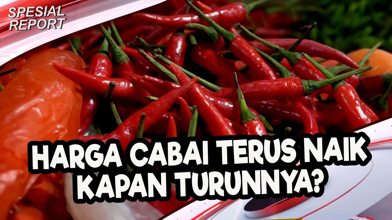 [Video] Menjelang Akhir Tahun Cabak Semakin Mahal | U-NEWS SPECIAL REPORT