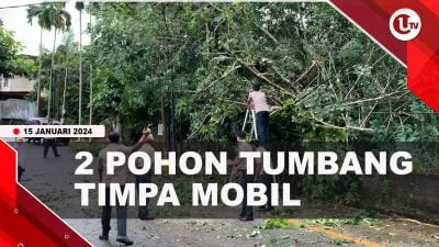 [Video] Dua Pohon Tumbang di Jalan Damai Tanjungpinang