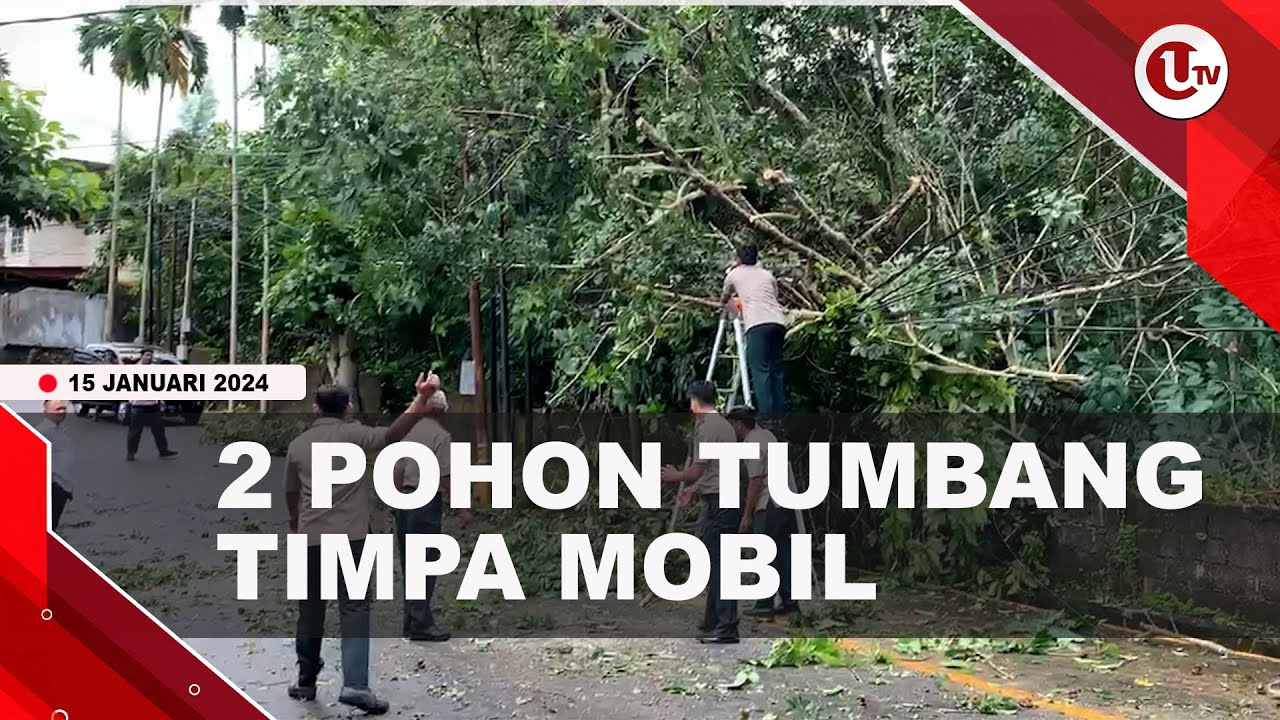 DUA POHON TUMBANG DI JALAN DAMAI TANJUNGPINANG