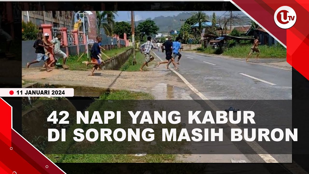 [Video] 11 Napi Kabur dari Lapas Sorong Kembali Ditangkap