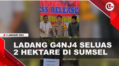 [Video] Polda Sumsel Temukan Ladang Ganja Siap Panen Seluas 2 Hektare