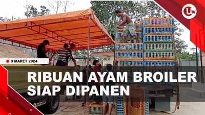 [Video] Ribuan Ayam Broiler Siap Dipanen