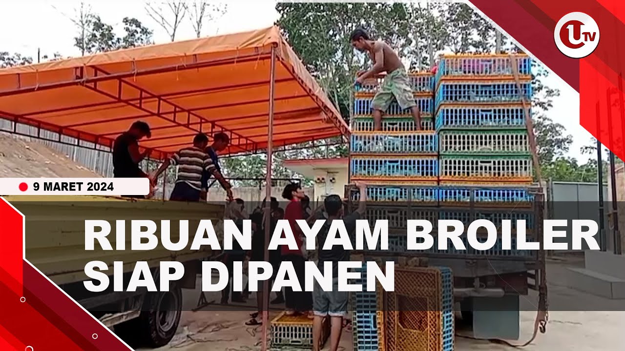 RIBUAN AYAM BROILER SIAP DIPANEN