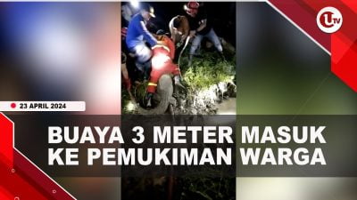 [Video] Damkar Karimun Tangkap Buaya 3 Meter Di Pemukiman Warga