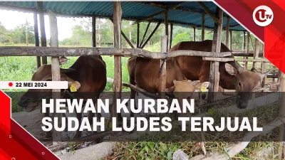 [Video] Jelang Iduladha, Hewan Kurban Sudah Ludes Terjual