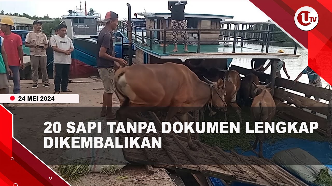 Balai Karantina Kembalikan 20 Ekor Sapi Tanpa Dokumen Lengkap