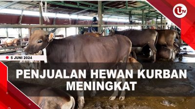 [Video] Penjualan Hewan Kurban Mulai Meningkat Jelang Iduladha