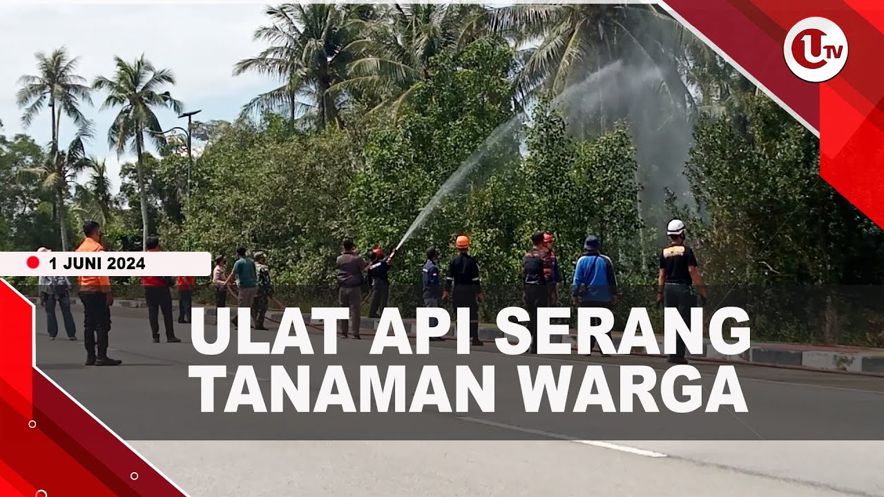 Ulat Api Serang Tanaman Warga