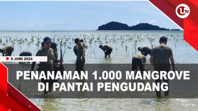 [Video] Hari Lingkungan Hidup, PLN dan DLHK Kepri Tanam 1.000 Mangrove