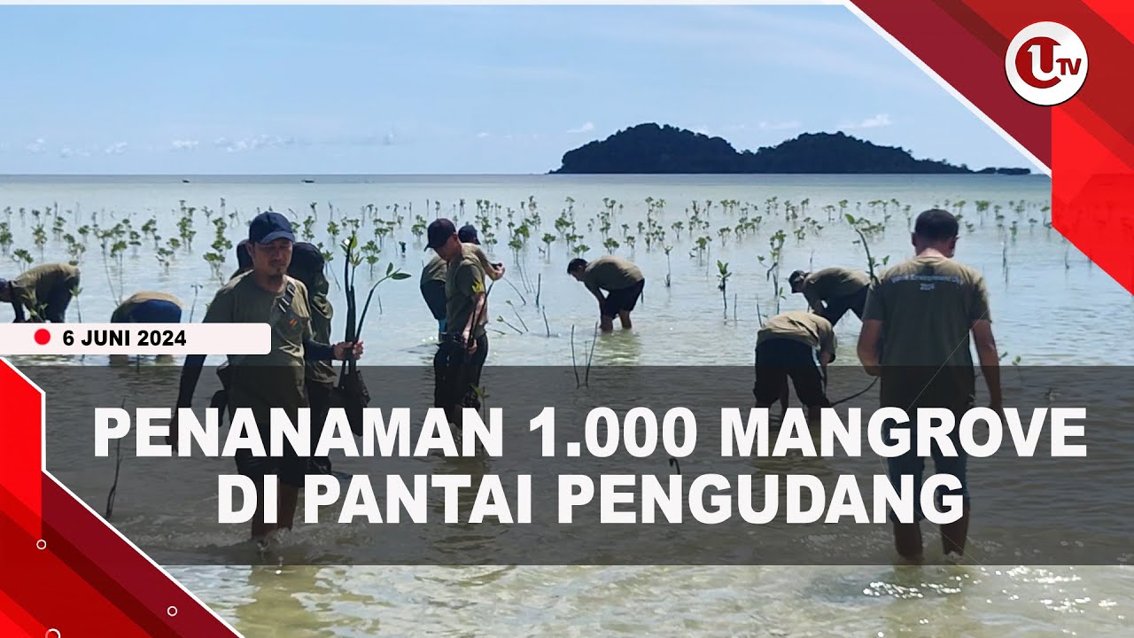 Hari Lingkungan Hidup, PLN dan DLHK Kepri Tanam 1.000 Mangrove