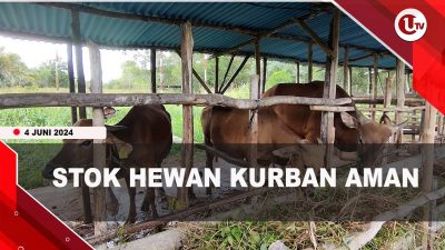 [Video] Stok Hewan Kurban di Tanjungpinang Mencukupi
