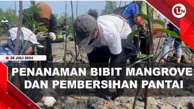 [Video] 250 Bibit Mangrove Ditanam di Pantai Tanjung Uma