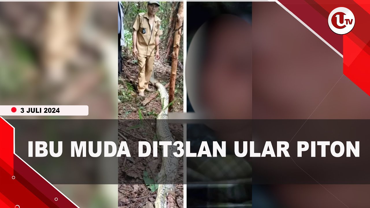 Ibu Muda Tewas Ditelan Ular Piton Sepanjang 10 Meter