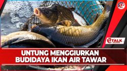 Pengembangan Budidaya Ikan Air Tawar di Bintan