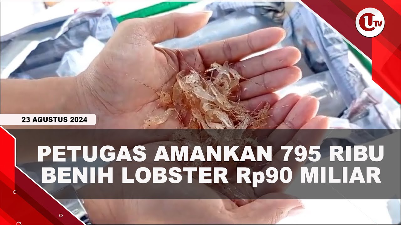 Bea Cukai dan PSDKP Amankan 795 Ribu Benih Lobster Senilai Rp90 Miliar