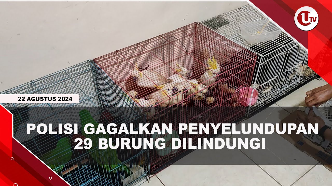 Polres Bintan Gagalkan Penyelundupan Burung Dilindungi Senilai Rp500 Juta