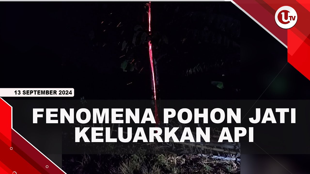 Viral, Pohon Jati di Kuningan Keluarkan Api Saat Hujan