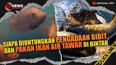 [VIDEO] Bongkar Modus Bisnis Ikan Air Tawar di Bintan  | U-NEWS REPORTASE