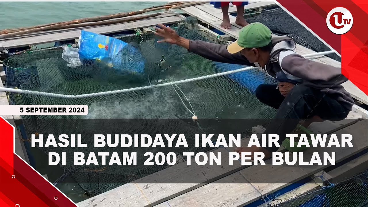 Hasil Budidaya Ikan Di Batam Capai 5 Ribu Ton Januari-Juli 2024