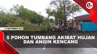 [VIDEO] 5 Pohon Tumbang Akibat Hujan dan Angin Kencang di Tanjungpinang