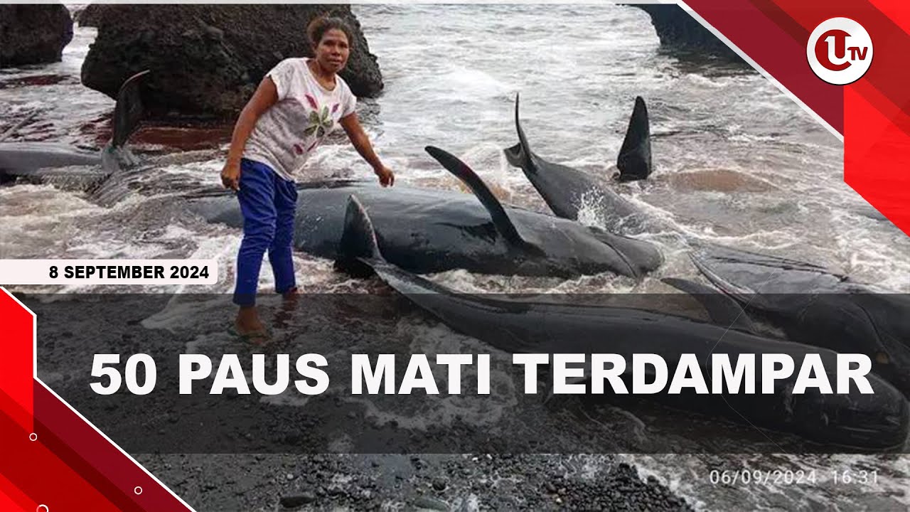 Puluhan Paus Mati Terdampar di Pinggir Pantai